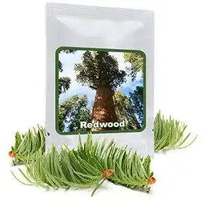 Mammutbaum-Samen Magic of Nature, 25 SAMEN, Redwood