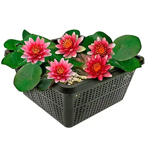 Zwergseerosen S VD VELDE WATERPLANTEN Kleine Seerose Rot