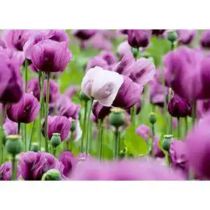 Mohn-Samen Samen Schenker Mohn Ungarisch Blau, 500 Samen