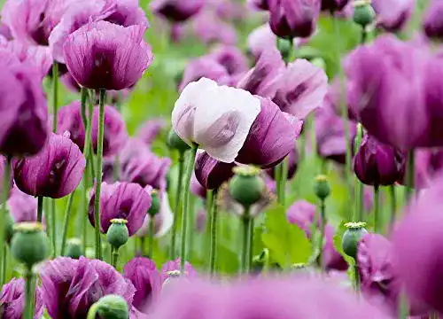 Mohn-Samen Samen Schenker Mohn Ungarisch Blau, 500 Samen