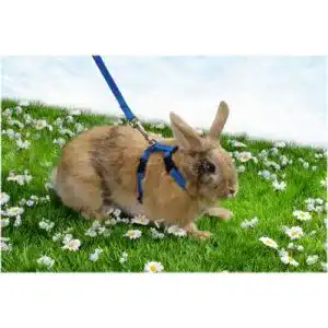 Kaninchengeschirr TRIXIE und Leine, einfarbig, 6260