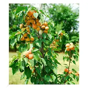Aprikosenbaum BALDUR Garten Säulen-Aprikose Armi Col®