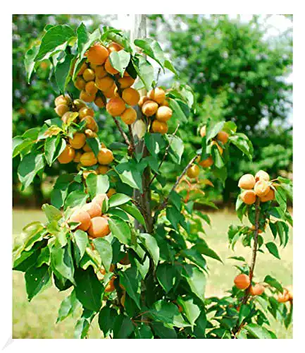 Aprikosenbaum BALDUR Garten Säulen-Aprikose Armi Col®