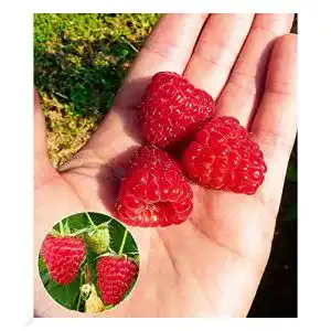 Himbeerstrauch BALDUR-Garten GmbH Himbeere Enrosadira®