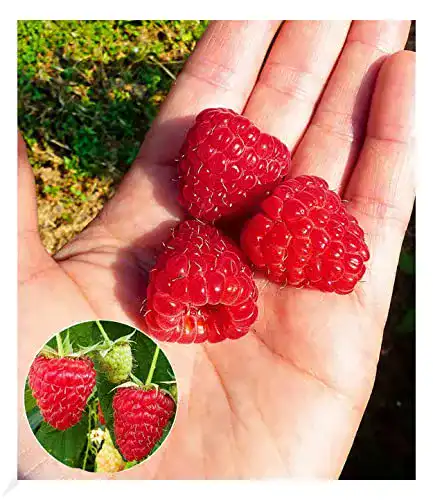 Himbeerstrauch BALDUR-Garten GmbH Himbeere Enrosadira®