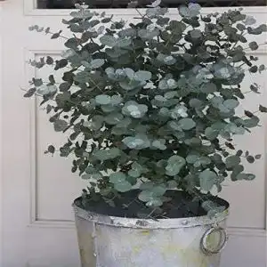 Eukalyptus-Samen Benoon 30 Samen für Eukalyptus-Baum