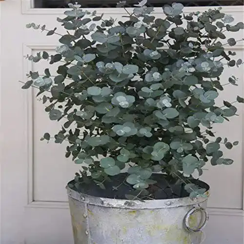 Eukalyptus-Samen Benoon 30 Samen für Eukalyptus-Baum