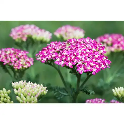 Schafgarbe-Pflanze Bamberger Staudengarten Strobler Achillea