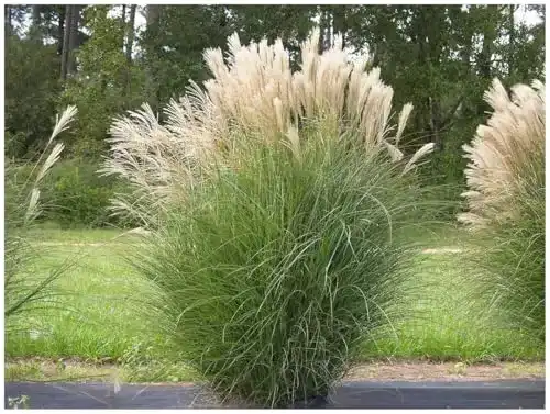 Chinaschilf Stauden Gänge 10 x Miscanthus sinensis 1 Liter