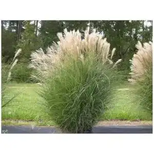 Chinaschilf Stauden Gänge 1 x Miscanthus sinensis XXL Topf