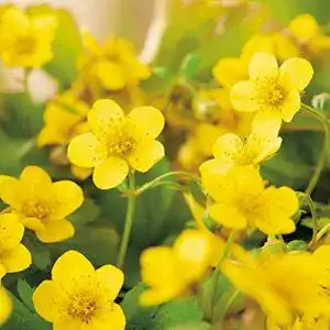 Waldsteinie Garten Schlüter Teppich-Golderdbeere, 1 Pflanze