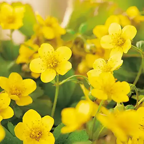 Waldsteinie Garten Schlüter Teppich-Golderdbeere, 1 Pflanze