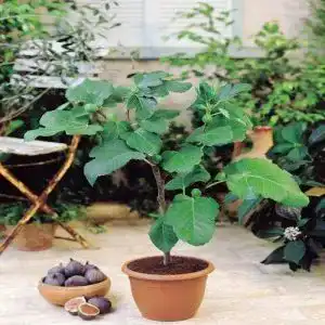 Feigenbaum Meingartenshop, 1 Baum