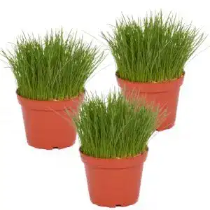 Katzengras-Pflanze Petsnack Bio Katzengras FEIN im Topf (3 Stück)