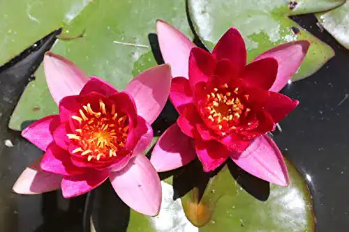 Seerosen ZAC Wagner Zwergseerose Nymphaea froebeli
