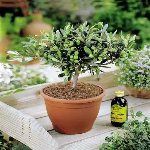 Olivenbaum Meingartenshop – 1 baum