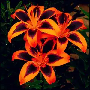 Lilien-Zwiebeln Vhigo Zierblumen, winterhart, 2 Zwiebeln