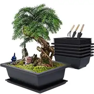 Bonsai-Schale MissFox Bonsai Schale Set, 16x12x6cm