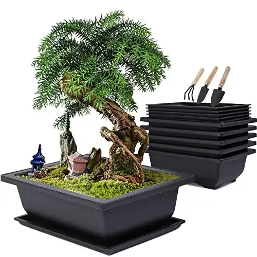 Bonsai-Schale MissFox Bonsai Schale Set, 16x12x6cm