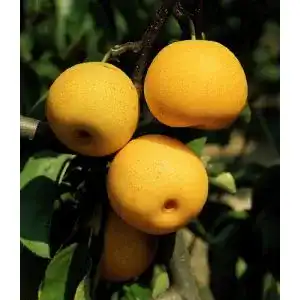 Birnenbaum Dominik Gartenparadies Nashi, Busch