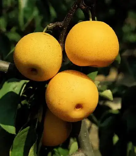 Birnenbaum Dominik Gartenparadies Nashi, Busch