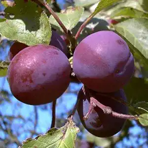 Pflaumenbaum PlantaPro, Graf Althans, Prunus domestica