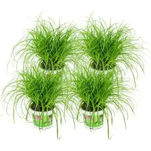 Katzengras-Pflanze ZYNESFLORA Echtes Katzengras 4 Stück Cyperus