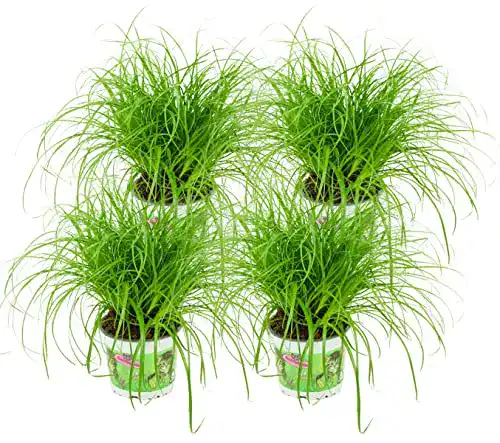 Katzengras-Pflanze ZYNESFLORA Echtes Katzengras 4 Stück Cyperus