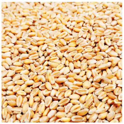 Futterweizen Petigi 5-30 kg Weizen gereinigt, Ernte 2021
