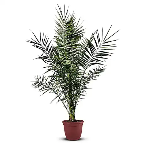 Dattelpalme Tropictrees Phoenix Canariensis, Kanarische, 170 cm