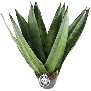 Bogenhanf Fangblatt Sansevieria zeylanica”Fächer”, Snake Plant