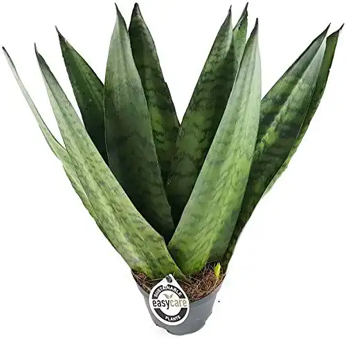 Bogenhanf Fangblatt Sansevieria zeylanica”Fächer”, Snake Plant