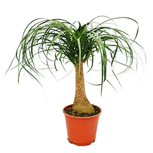 Elefantenfuß-Pflanze exotenherz, Elefantenfuss, ca. 35cm