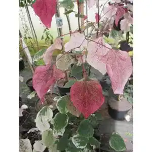 Judasbaum Baumschule Pflanzenvielfalt Cercis canadensis Carolina