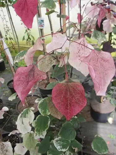 Judasbaum Baumschule Pflanzenvielfalt Cercis canadensis Carolina