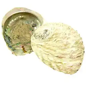 Abalone-Muschel osters muschel-sammler-shop Räucherzubehör