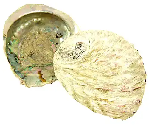 Abalone-Muschel osters muschel-sammler-shop Räucherzubehör