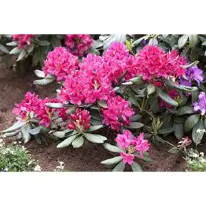Rhododendron Rot PlantaPro Rhododendron Nova Zembla