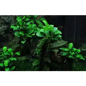Anubia WFW wasserflora XL In-Vitro Kleinstes Zwergspeerblatt