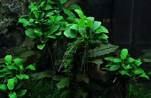 Anubia WFW wasserflora XL In-Vitro Kleinstes Zwergspeerblatt