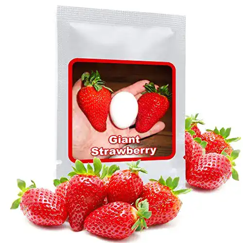 Erdbeer-Samen Magic of Nature RIESENERDBEEREN ca. 100 Samen