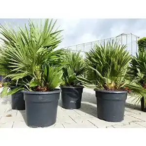 Zwergpalme gruenwaren jakubik Palme ‘Vulcano’ 60 cm