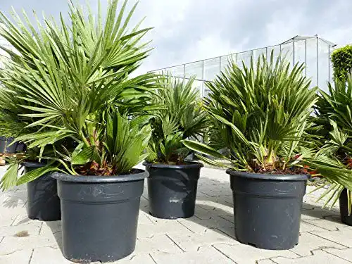 Zwergpalme gruenwaren jakubik Palme ‘Vulcano’ 60 cm