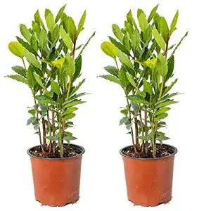 Lorbeer-Pflanze Bloomique Lorbeer, Laurus nobilis pro 2 Stück