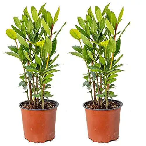 Lorbeer-Pflanze Bloomique Lorbeer, Laurus nobilis pro 2 Stück