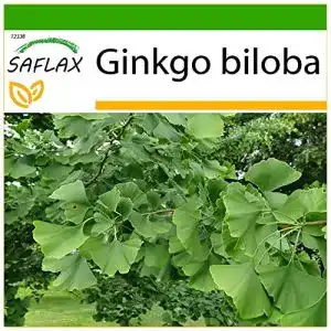 Ginkgo-Samen Saflax, Ginkgo, 4 Samen, mit Anzuchtsubstrat