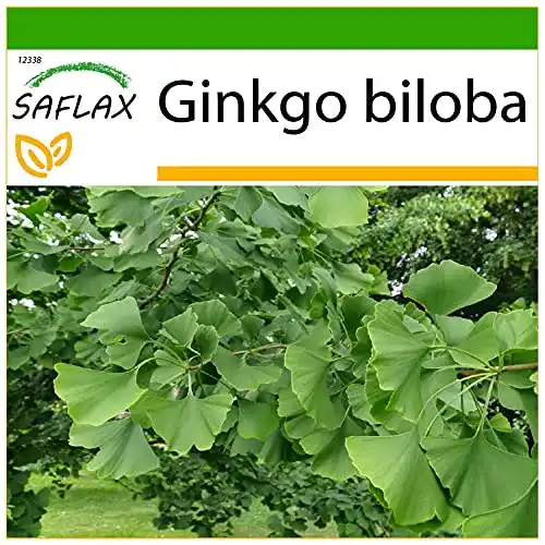 Ginkgo-Samen Saflax, Ginkgo, 4 Samen, mit Anzuchtsubstrat