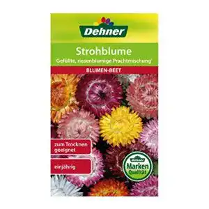 Strohblumen-Samen Dehner Blumen-Saatgut, Strohblume Gefüllte