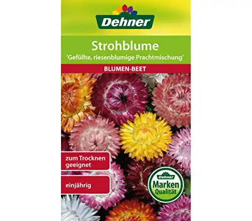 Strohblumen-Samen Dehner Blumen-Saatgut, Strohblume Gefüllte