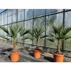 Chinesische Hanfpalme JH Grünwaren GmbH & Co. KG L Palme